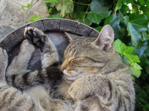 Cat sleeping in a barrel